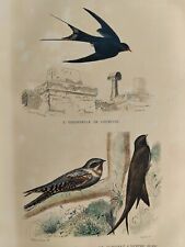 HIRONDELLE ENGOULEVENT