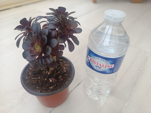 Aeonium nain arboreum nigrum - nigrum,