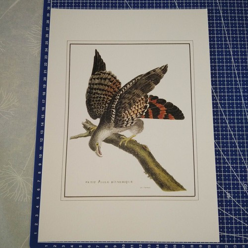 Estampe lithographie oiseau - estampe,