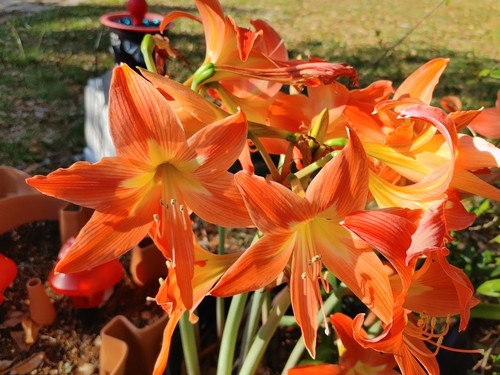 Amaryllis seeds hand - 50,