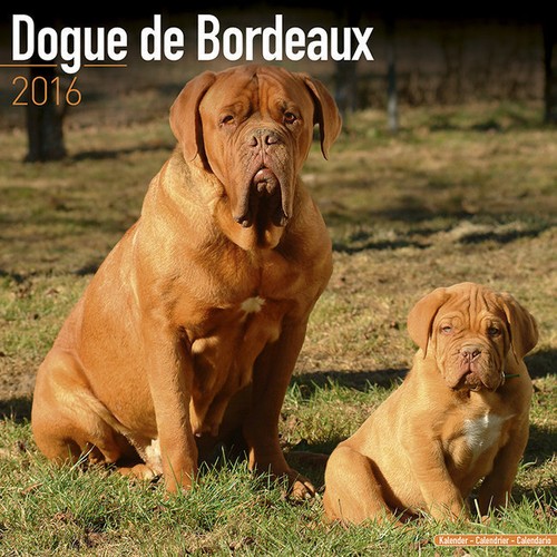 Calendrier 2016 dogue de - 2016,