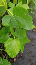 Ficus carica 'Atlas Gold' /