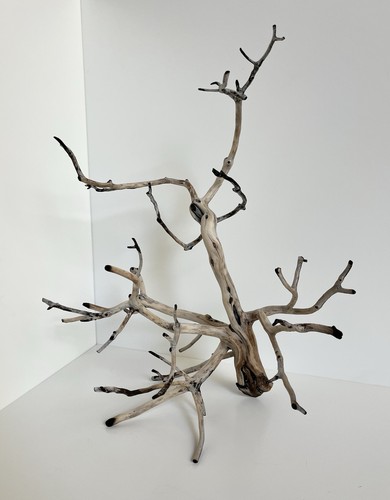 Manzanita driftwood reptile - driftwood,,