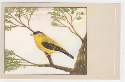 Oiseau bird tarin amérique - oiseau,