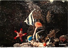 Animals - Fish - Aquarium de La Rochelle - Zanclus - Spirograph - Pent Star