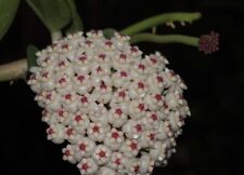 ?Hoya Pachyclada Plant 4" Pot Random+Phytosanitary Certificate?