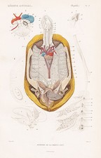 Testudo Radiata Anatomie