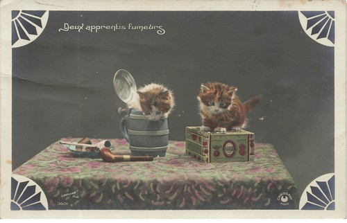 Animaux chats deux - -,