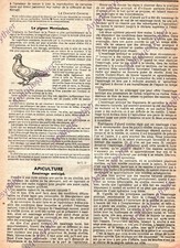 COLOMBICULTURE BREEDING PIGEON MONTAUBAN PRESS ARTICLE 1940 
