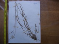 Annees 50 PLANCHE d'HERBIER du Gard Herbarium Planche Naturelle 39