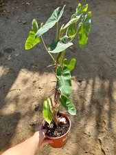 Philodendron Burle Marx – Feuillage allongé et luxuriant, plante graphique