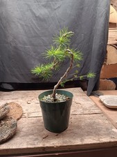 Japanese Larch Larix