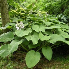 Hosta - Rustique - Grand
