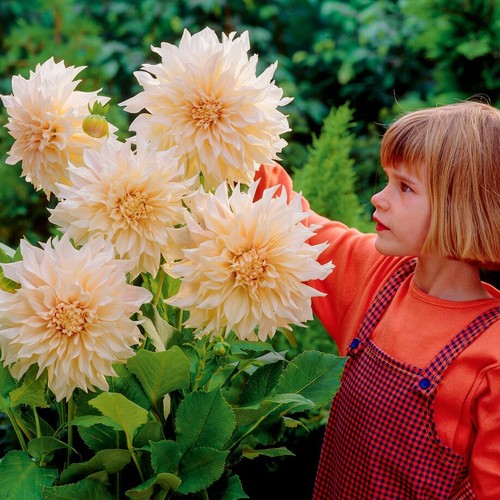 Tubercules bulbes dahlias - de,