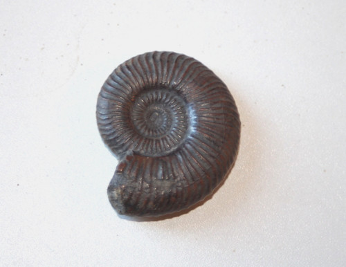 Fossile ammonite toarcien - du,