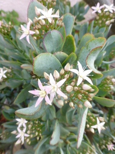 Plante crassula feuilles - plante, crassula,feuilles