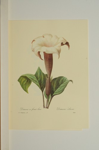 Reproduction gravure redoute - gravure,
