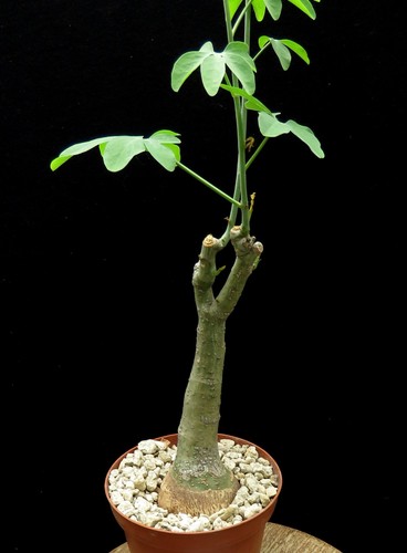 Adenia glauca euphorbia - adenia,