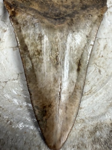 Megalodon shark tooth - shark,