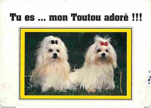 Carte postale animaux - -,