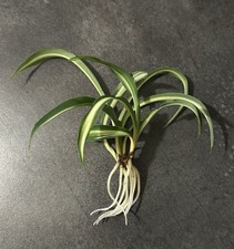 Bouture Chlorophytum panaché