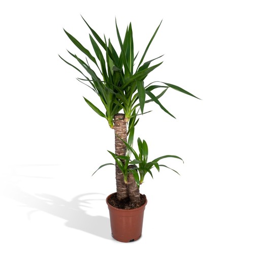Yucca elephantipes plante de - yucca,