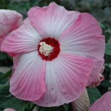 HIBISCUS MOSCHEUTOS ROSE, 20