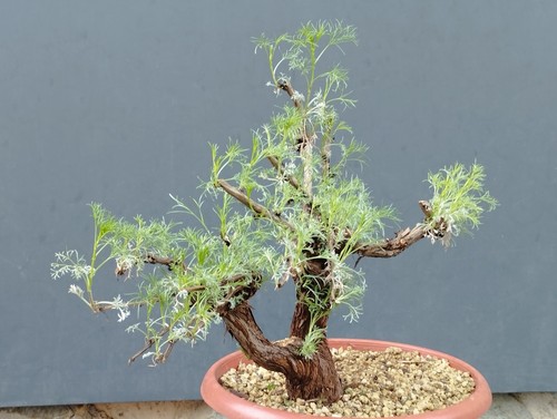 Bonsaï artemisia capillaris - artemisia,