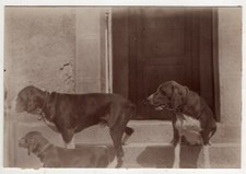 anonymous photo 1910 three dogs on the landing - snapshot dog