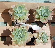 Graptoveria Fantôme _lot de 4