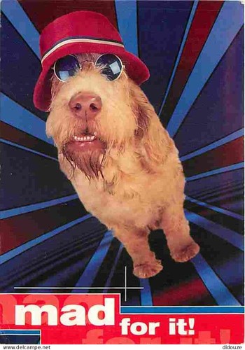 Carte postale animaux - postale,