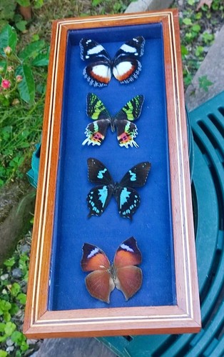 Ancien cadre avec papillons - avec, 4