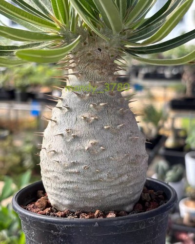 Pachypodium rosulatum