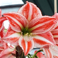 Hippeastrum Bulbe Fleurs