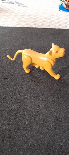 Lionne femelle animal zoo - lionne,