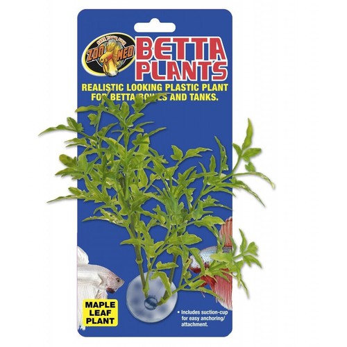 Zoomed betta plant maple - -,