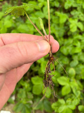 Pied Fraisier des Bois