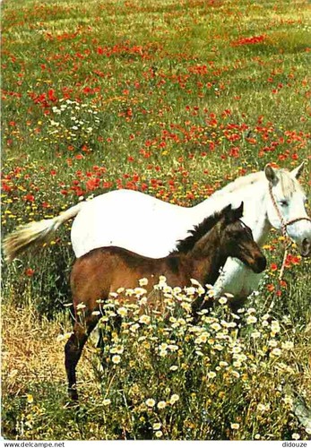 Carte postale animaux - postale,
