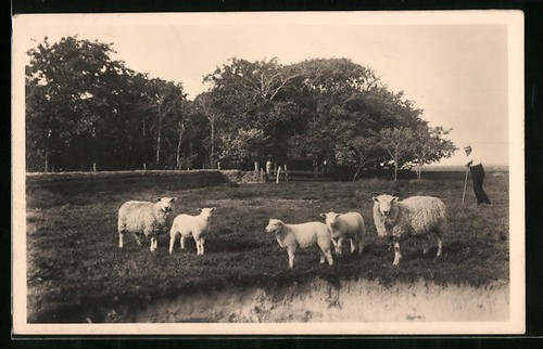 Carte postale texel printemps - carte,