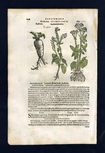 Gravure estampe illustration