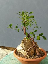 Bonsaï ficus 40x25 en pot robuste unique plante ficus chargée sur tronc...