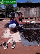 20 Gousses de Vanille Bourbon