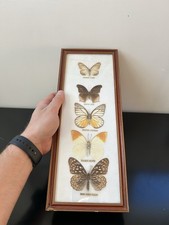 TAXIDERMIE ENTOMOLOGIE