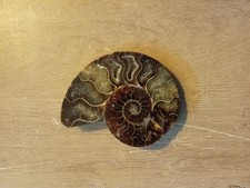 RARE grande ammonite