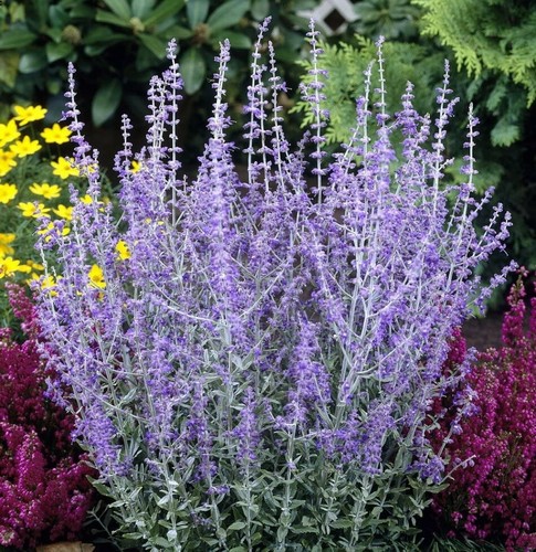 Perovskia atriplicifolia - perovskia,