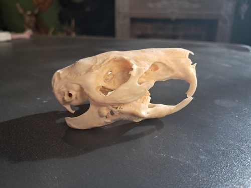 Crâne cochon inde - de,