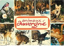 Animaux - Auvergne - Multivues