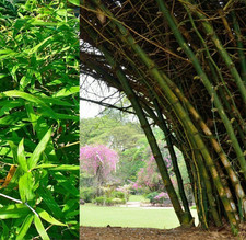 20 Graines de BAMBOU GÉANT