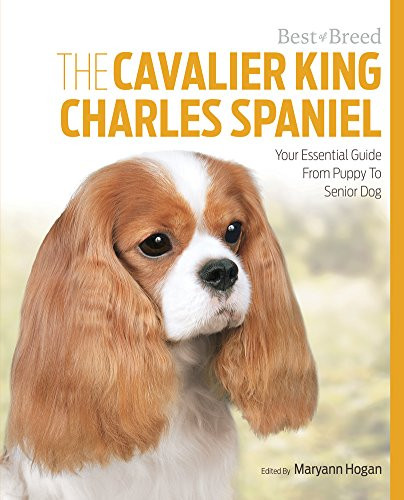 Cavalier king charles spaniel - charles,