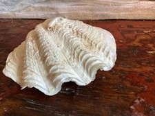 COQUILLAGE BENITIER BIVALVE 160 Gr Très Bon Etat